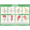 Joint Anatomy Chart Series (A2 Paper Format, Knee Joint)