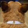 Small 'Honey Pot & Bee Heart' Dog Collar (PR00048339)