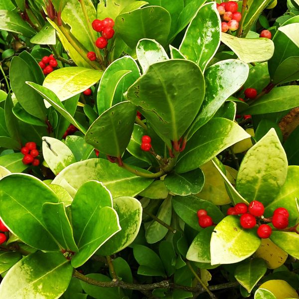 Outsidepride 1000 Seeds Perennial Gaultheria Procumbens Wintergreen Creeping Ground Cover Seeds for Planting