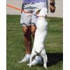 Canine Innovations – Pet Convincer 2 – Air Training Tool Dogs