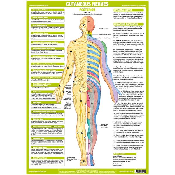Nervous System Chart Series (A2 Laminated, Cutaneous Nerves Posterior)