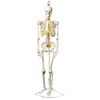 Human Skeleton Model, Half Size - With Nerve Endings - Eisco Labs