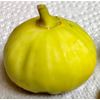White Marseille Fig - 2 Cuttings - PLUS WILLOW WATER FOR ROOTING!!