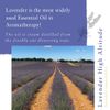 Absolute Aromas High Altitude Lavender Essential Oil 10ml