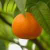 mandarin 50ml incent essential oil essential oil
