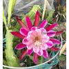 PIERRETTE Epiphyllum Orchid Cactus Succulents