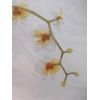 2 Cards Papyrus High Quality Beautiful Orchid Flowers Blank Inside