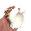 PEPPERLONELY 3 PC Caribbean Crown Conch Shells, 3 Inch ~ 3-1/2 Inch