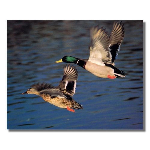 Mallard Duck Flying Lake Animal Wildlife Cabin Wall Picture 16x20 Art Print