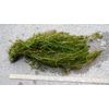 100+ STEMS ELODEA CANADENSIS WATER PLANTS 1+ POUND AQUERIUM CRAYFISH TURTLE KOI