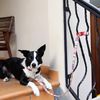 DOOG 'Clip It' Neoprene Dog Leash BOLT (Neon) - Extra Large