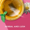 TAZO TEA BAGS HERBAL TEA CALM CHAMOMILE  - (20 COUNT)