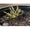 Sundew Leaf Cuttings ( Mixed Species And Hybrids )