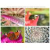 10x High Definition 2 Element Close-Up (Macro) Lens Compatible with Leica X1 (Includes Lens Adapter).