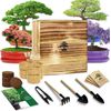 Bonsai Tree Kit, Wooden Gift Box Indoor Bonsai Tree Starter Kit with Tools & ...