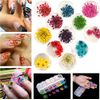 Nail Art Accessories 12-color three-dimensional nail dry flowers 60 Starry plus 60 five flower