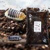 bugznbits Premium Millipede, Beetle & Woodlice Substrate (6 Litre)