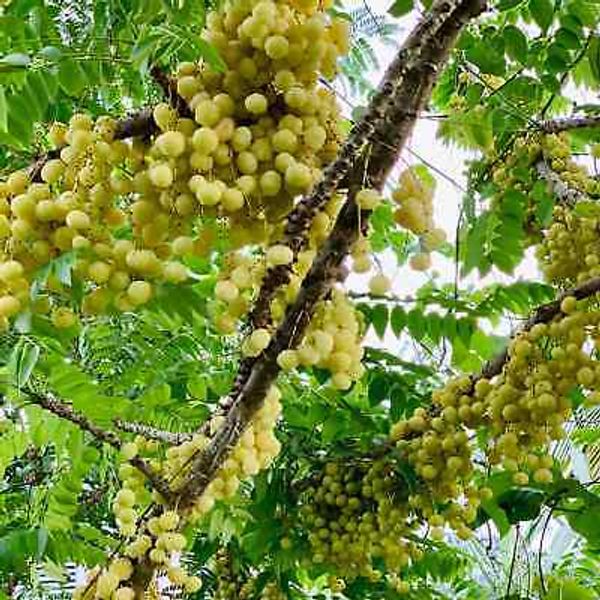 Otaheite gooseberry (Phyllanthus acidus) tropical live fruit tree 2’-3 feet