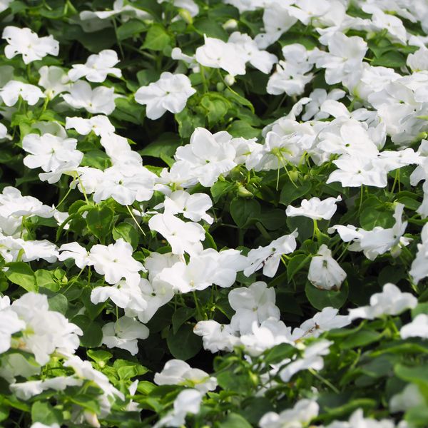 Outsidepride 2000 Seeds Annual Vinca Periwinkle White Ground Cover & Flower Seed Mix for Planting