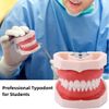 Typodont Teeth Model with Removable Teeth,Dental Tooth Model Suitable for Teaching, Practice and Study, with a Small Screwdriver and 28 spareteeth