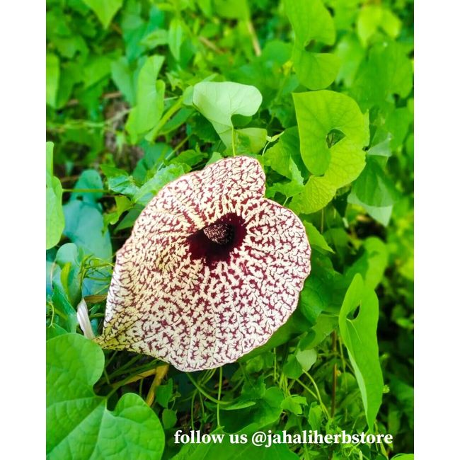 Jamaican Duck Flower