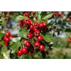 Hawthorn Berry Extract - Cardiovascular Support - Circulatory Function -180 Caps