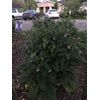 12 (1/2" to 1" Long) Comfrey (bocking 14) Root Cuttings