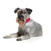 Hunter Hundehalsband Basic, 51-58,5 cm, black