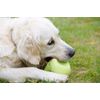 Petface Latex Pear Soft Chew Dog Toy, Large
