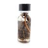 Hex Oil Hoodoo Conjure Witchcraft