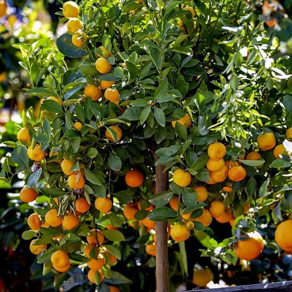 3-(Citrofortunella micro) Seedlings Rare Orange-Lime-Lemon Calamonsi Fruit Tree