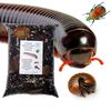 bugznbits Premium Millipede, Beetle & Woodlice Substrate (3 Litre)