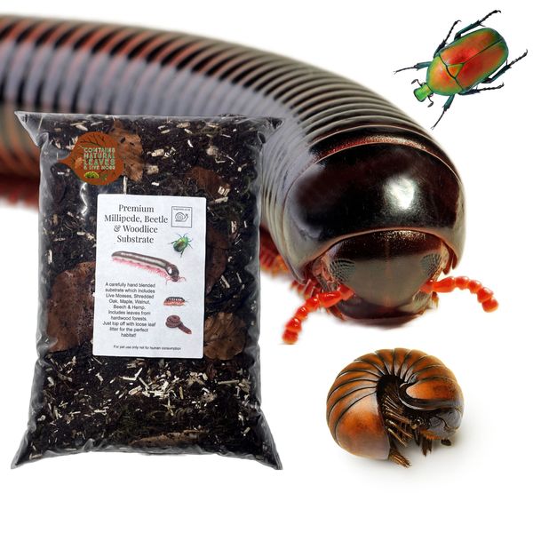 bugznbits Premium Millipede, Beetle & Woodlice Substrate (3 Litre)