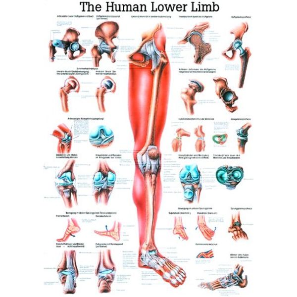 The Lower Extremity Laminated Anatomy Chart