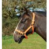 Rhinegold Nylon Headcollar - Pony - Tangerine