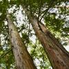 Kiso Hinoki 100ml Hinoki Incent Essential Oil Essential Oil