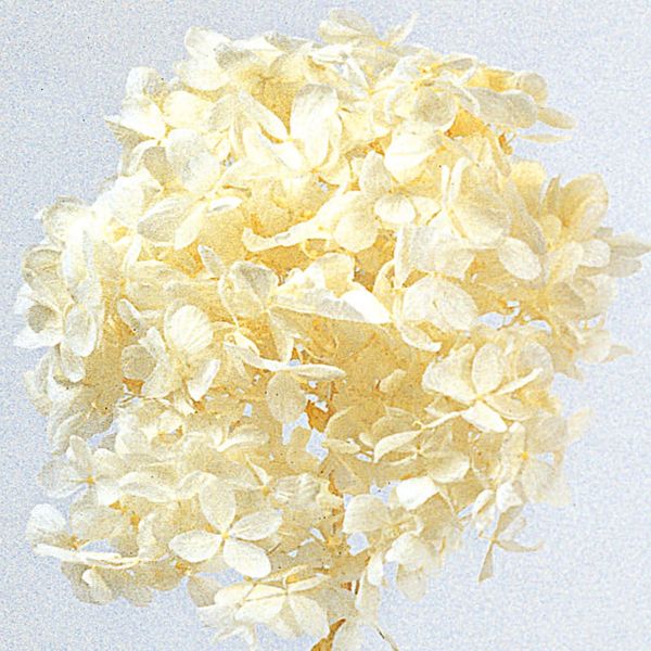 Daichi Farm DO001510-011 Preserved Flowers, Soft Pyramid Hydrangea Head, Off-White, Approx. 2 Wheels (7-15G)