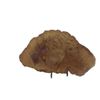 7'' PETRIFIED LOG SLICE 1/2'' THICK... POLISHED