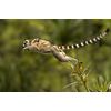 Madagaskar - Ein geheimnisvolles Wunder der Natur