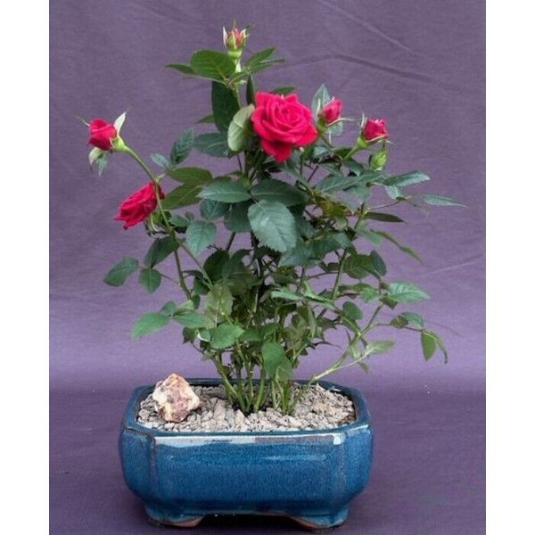 Flowering Red Mini Rose Tiny Red Outdoor Plant Home Live Decor Great For Patio