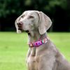 Ancol Rainbow Patterned Adjustable Dog Collar To Fit Neck 30-50 cm Size 2-5