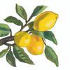 Lemon-Themed Cocktail Napkins 40 Count - Lemon Musee, Lemon Musee White