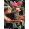 Nutley's Compost Plug Pellets Peat-Free Just Add Water (Quantity: 50, Size: 30mm)
