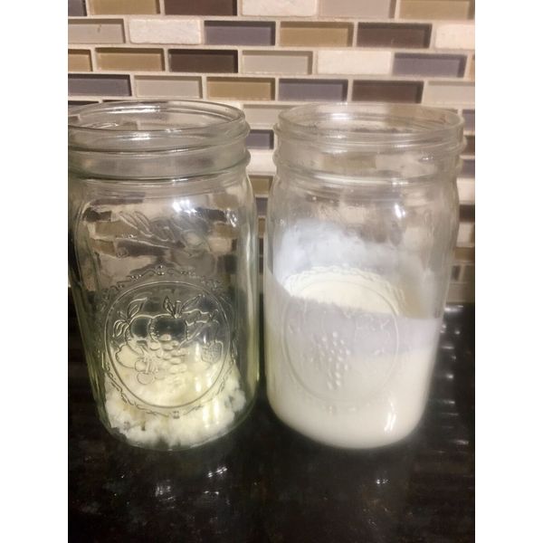 1/2 tsp Organic Milk Kefir Grains (Tibetan Mushroom Probiotic with instructions)