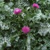 Outsidepride 200 Seeds Biennial Milk Thistle Herb Seeds for Planting