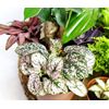 Random Selection Terrarium Plants • Closed Terrarium Plants (5 Plants)