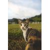 Canina Salmon Oil 250g