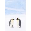 WILDE DYNASTIEN - Die Clans der Tiere [2 DVDs]