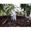UST Stainless Steel Tool A Long Multi-Tool, Standing Bear