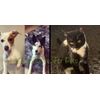 Colloidal&More ~ Pure Colloidal Silver~ complete care for PETS ~